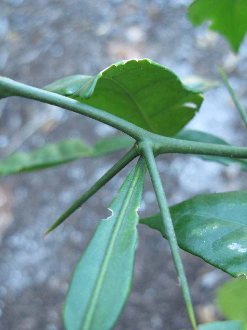            First year twig (Winter Haven, FL)   